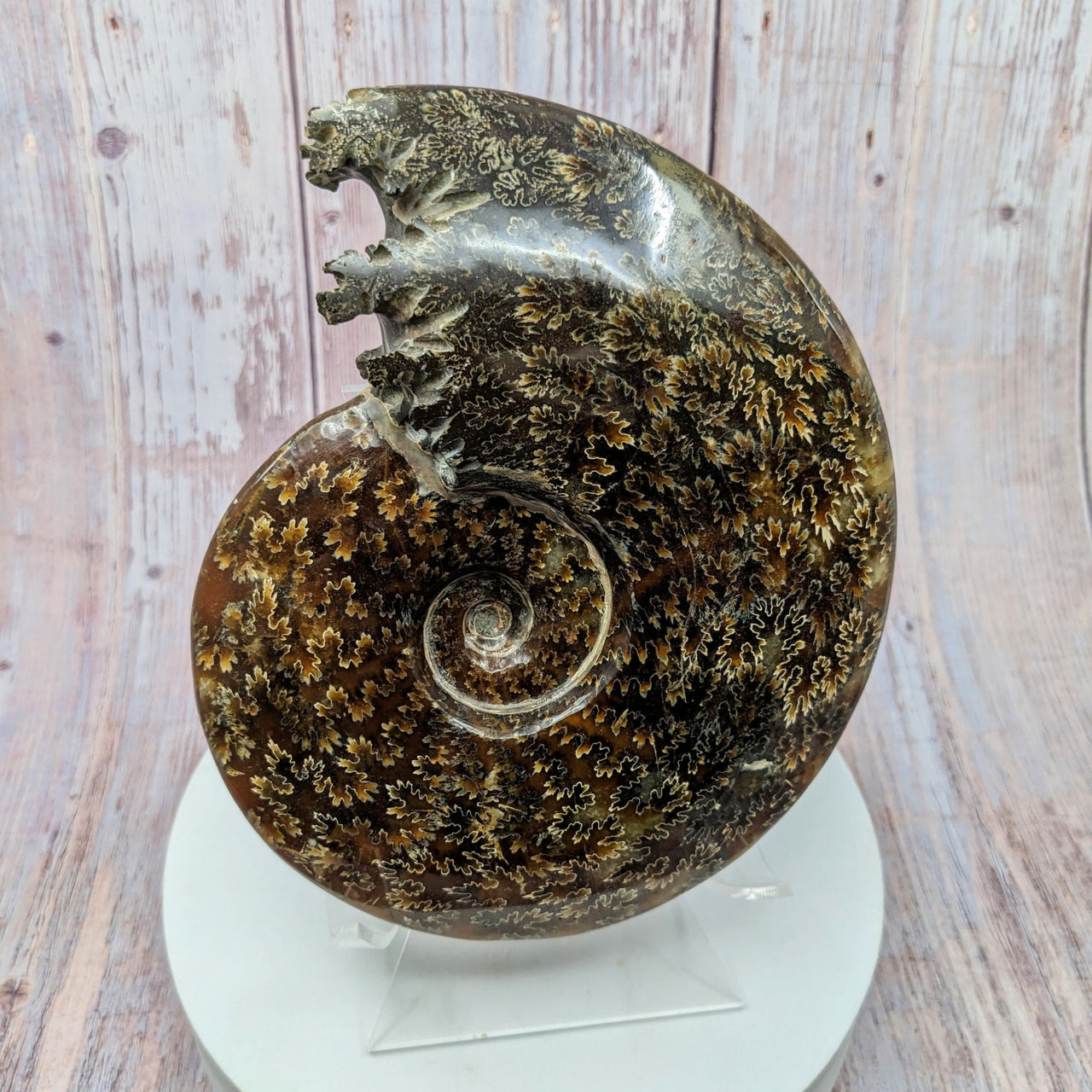 Large brown and white stone snail sculpture on stand, Ammonite Shell Specimen #SK9994