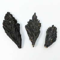 Thumbnail for Three pieces of rough black coral displayed on a white background for Black Kyanite #LV2425