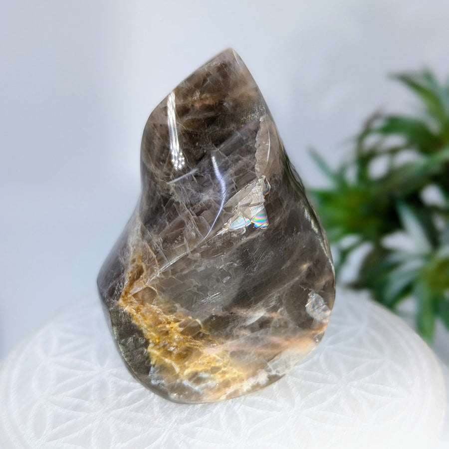 Polished smoky quartz flame from Black Moonstone 3-inch Flame Freeform #LV8812