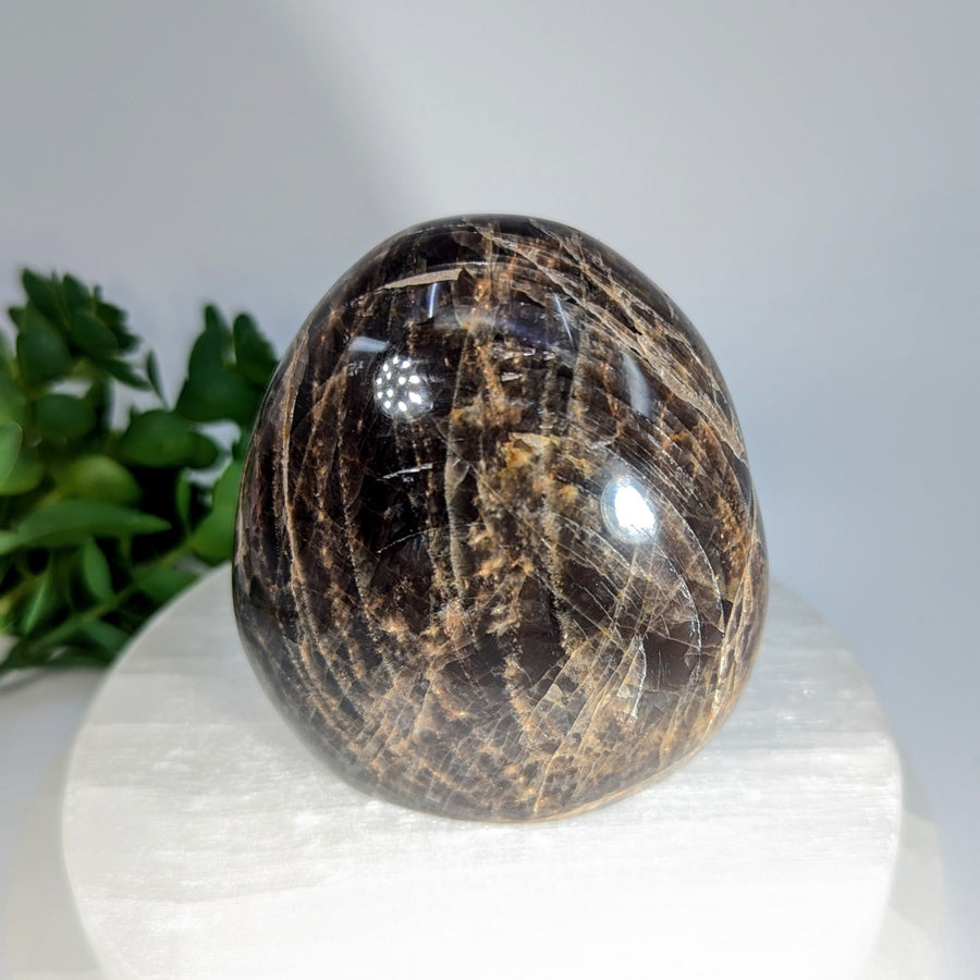 Polished black moonstone 3-inch freeform sphere with golden-brown inclusions on white base