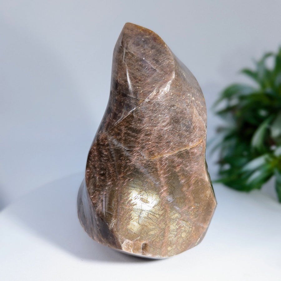 Polished brown stone sculpture from Black Moonstone 4 Inch Flame Freeform #LV8813 product