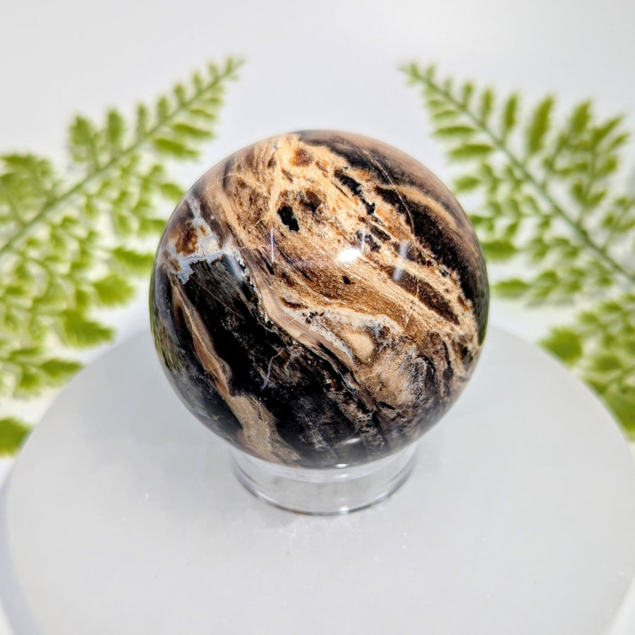 Polished Black Opal 2.5 inch sphere #BC1033 with black tan swirls