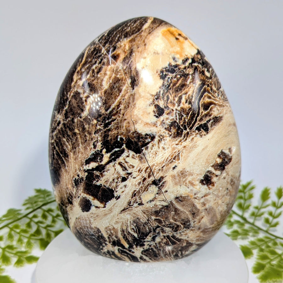 Polished Black Opal 5.5’’ freeform egg #BC1049 with swirling brown patterns