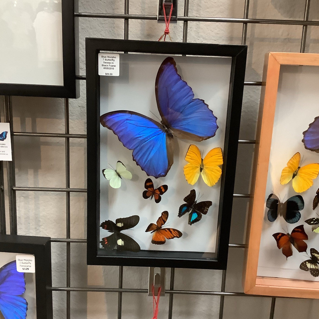 Blue Morpho 7 Butterfly Sweep in Black Frame #B015 - $125