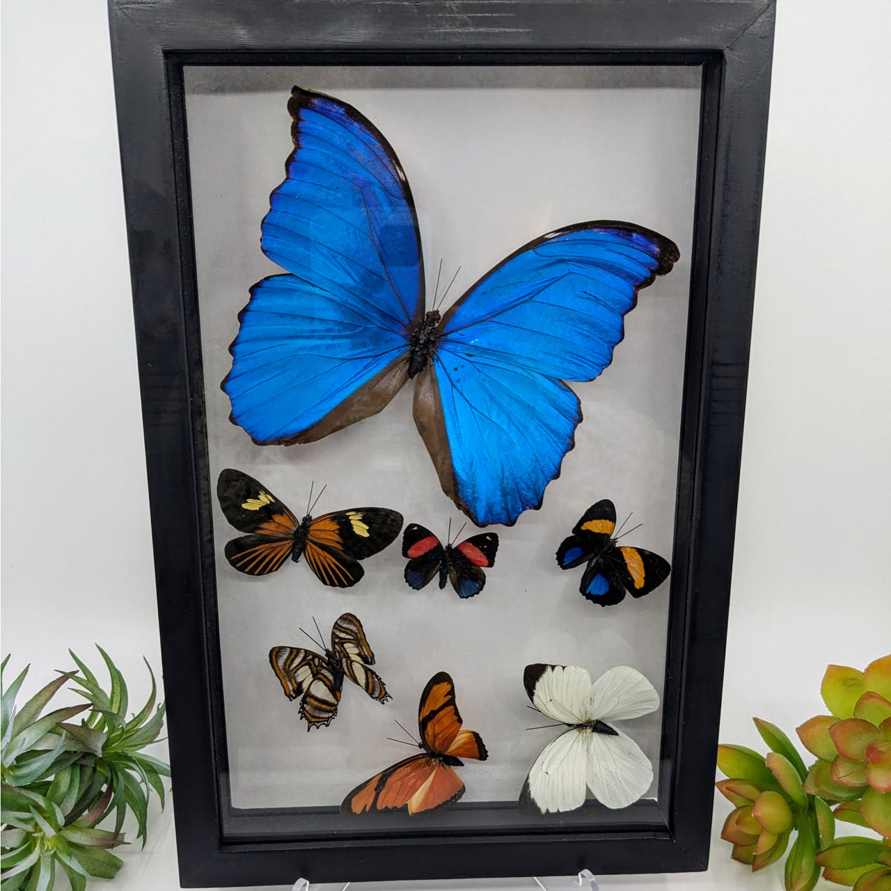 Blue Morpho 7 Butterfly Sweep in Black Frame #B015 - $125