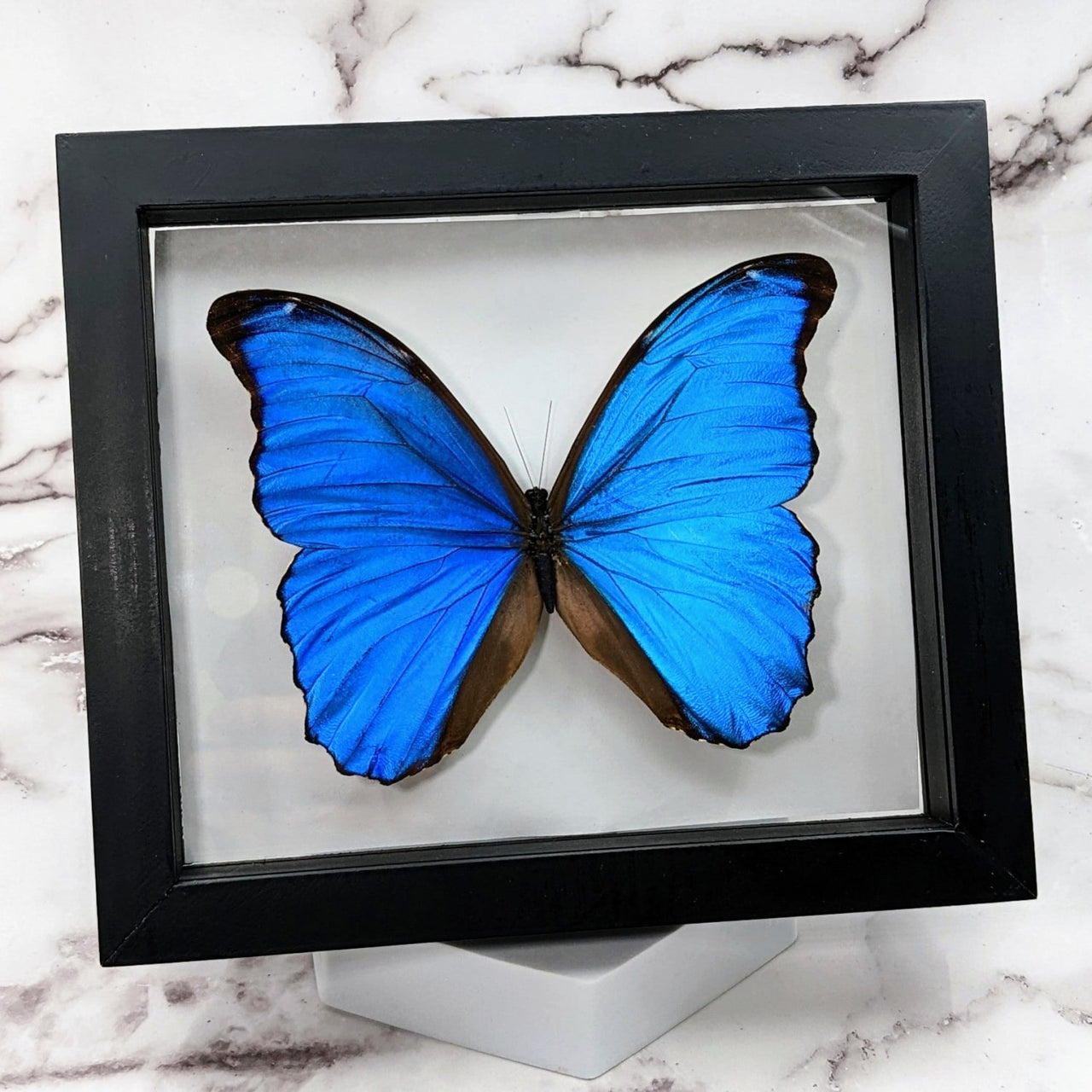 Blue Morpho Butterfly in Frame #B002: a stunning blue butterfly in a black display frame