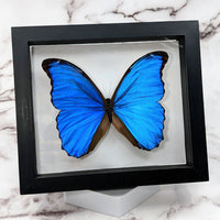 Thumbnail for Blue Morpho Butterfly in Frame #B002: a stunning blue butterfly in a black display frame