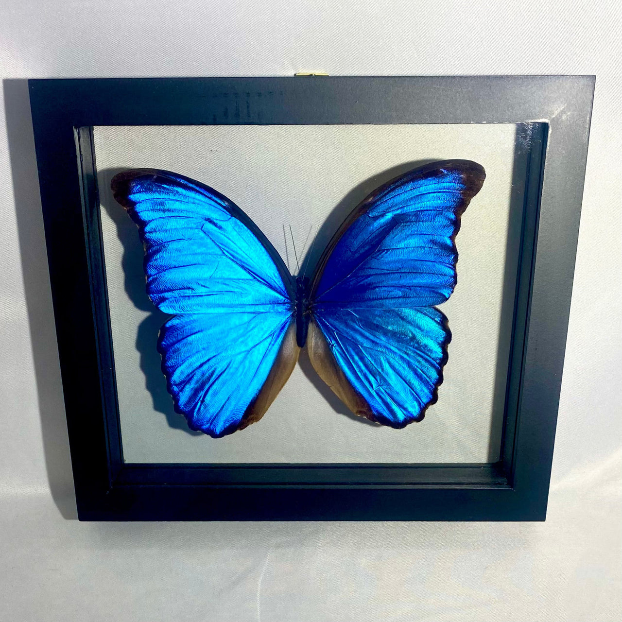 Blue Morpho Butterfly in Frame #B002 - Stunning blue butterfly in elegant black frame