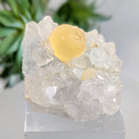 Boytroidal Fluorite ’Egg’ 2.2’’ on Quartz Cluster #LV9231