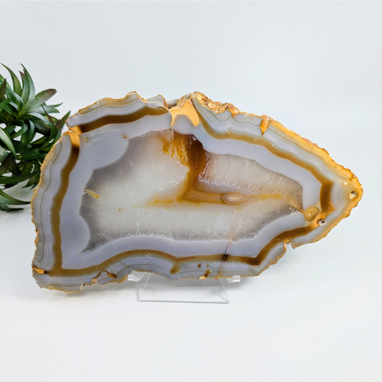 Polished Carnelian Agate 8’’ slab showcasing banded gray and honey-colored layers