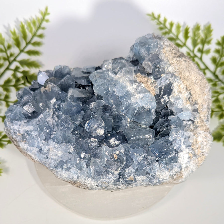 Celestite  6" Freeform #BC1517