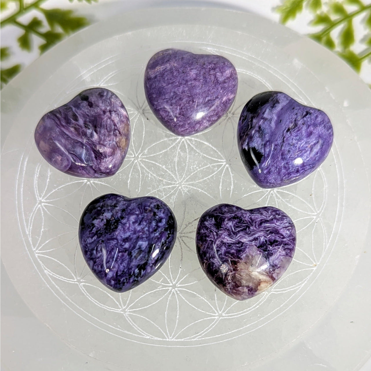 Five 1-inch purple black chalcedony heart stones on glass, Charoite #BC0925