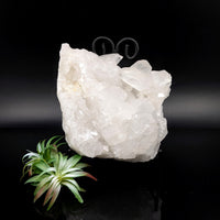 Thumbnail for Clear Quartz 7.5’’ Cluster Specimen #LV6832 - $250