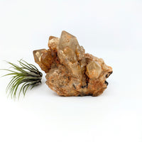 Thumbnail for Congo Citrine 6’’ Natural Cluster #LV6455 - $275