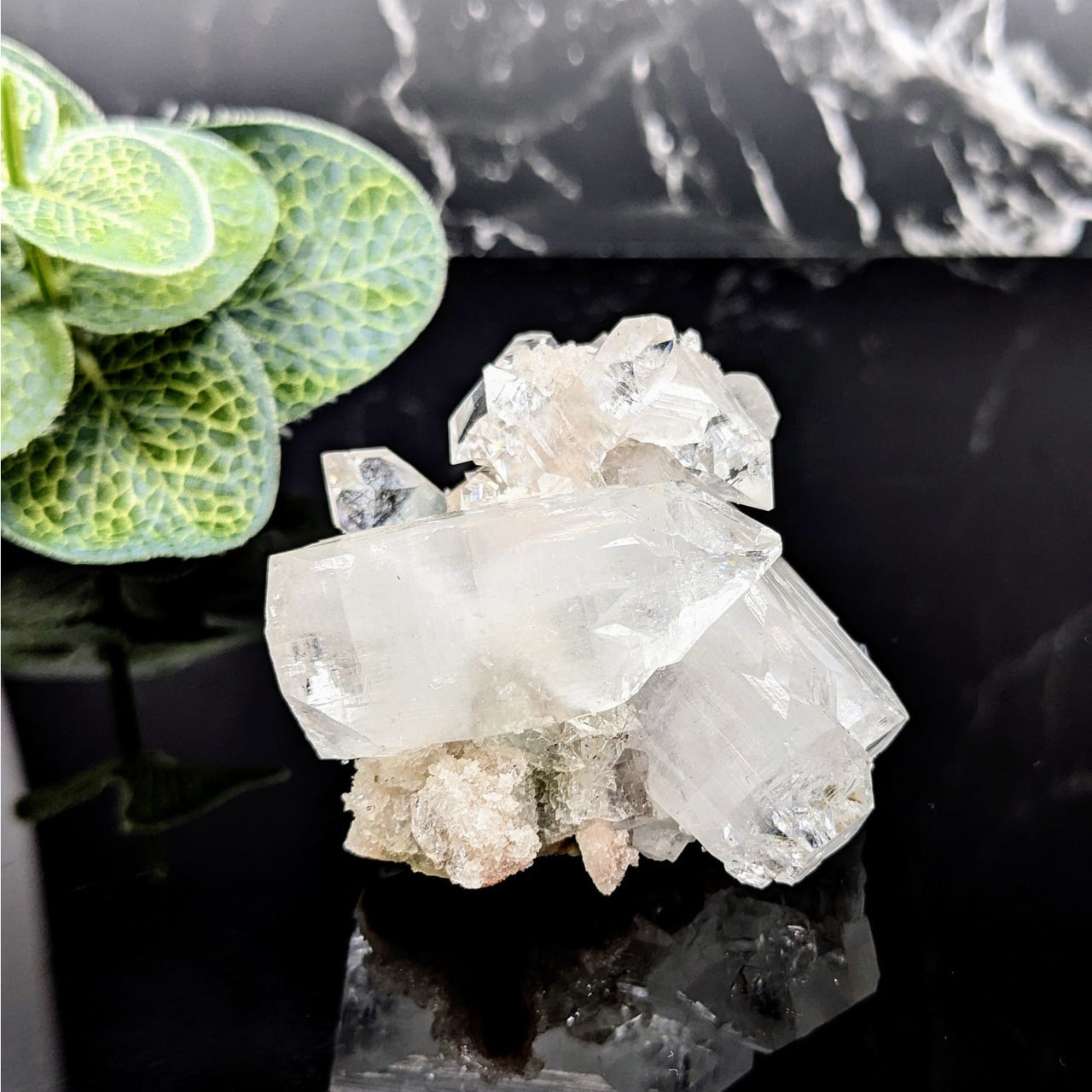 Diamond Apophyllite 2.3’ Cluster Quartz on Black Surface #LV5706