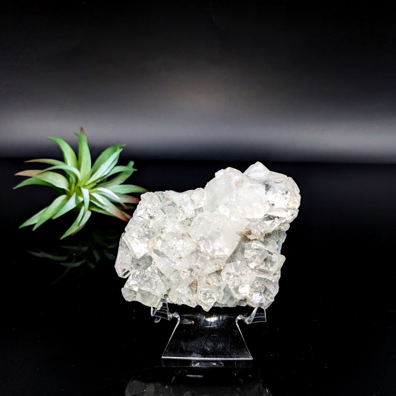 Clear Diamond Apophyllite 2.9’’ Cluster with succulent plant on display stand