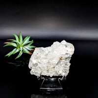 Thumbnail for Clear Diamond Apophyllite 2.9’’ Cluster with succulent plant on display stand