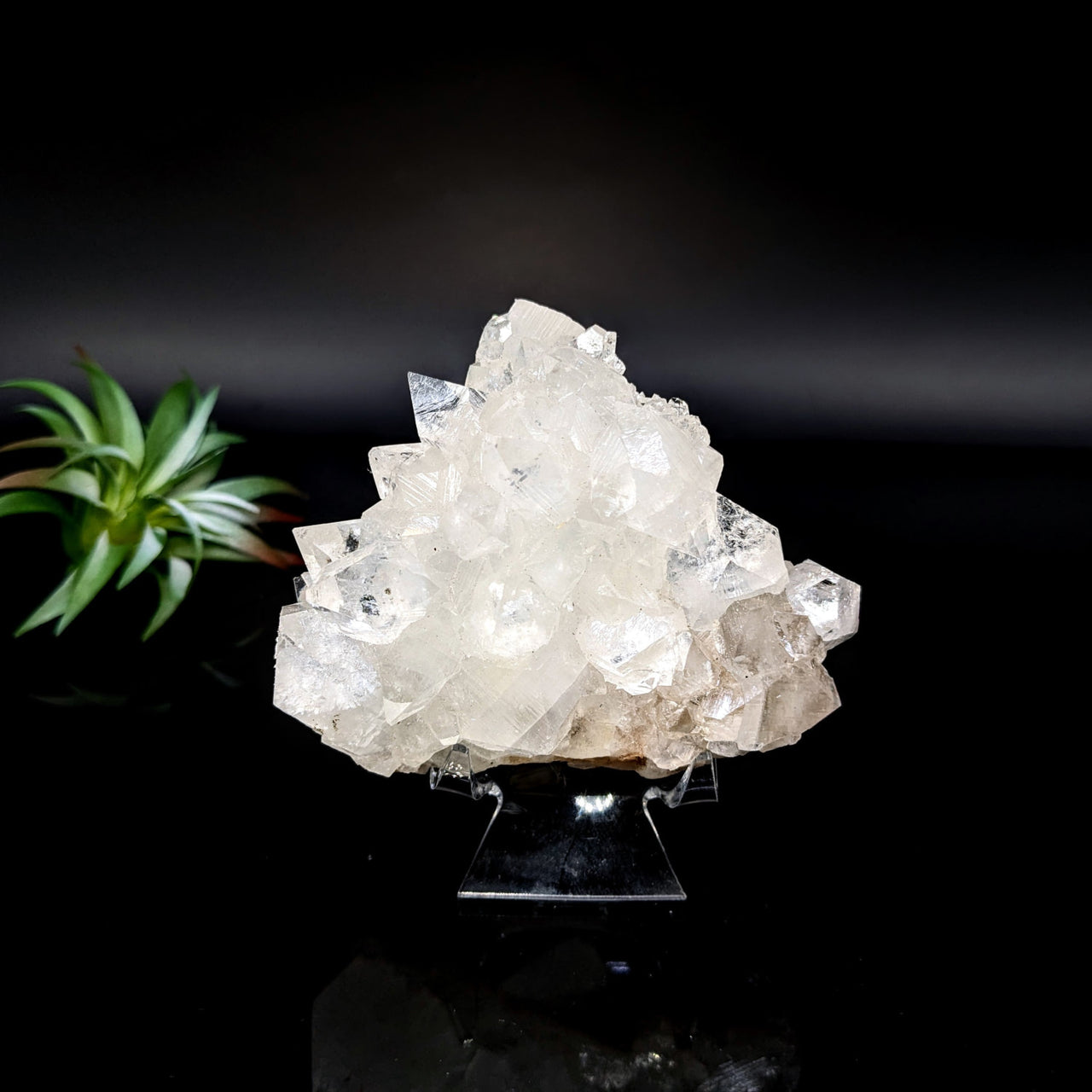 White Diamond Apophyllite 3.2’’ Cluster on black stand ideal for collectors and decor