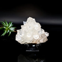 Thumbnail for White Diamond Apophyllite 3.2’’ Cluster on black stand ideal for collectors and decor