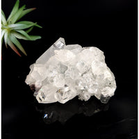 Translucent Quartz Crystal Cluster from Diamond Apophyllite 3 inch Cluster LV7433