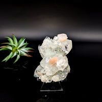 Thumbnail for Clear Quartz Crystal Cluster with Peachy-Pink Inclusions on Stand Diamond Apophyllite 8’’ Cluster