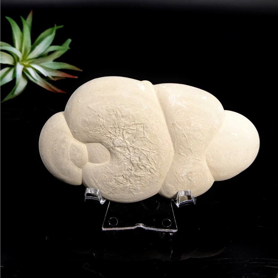 Cream-colored botryoidal mineral formation from Fairy Stone 4 Concretion LV7442