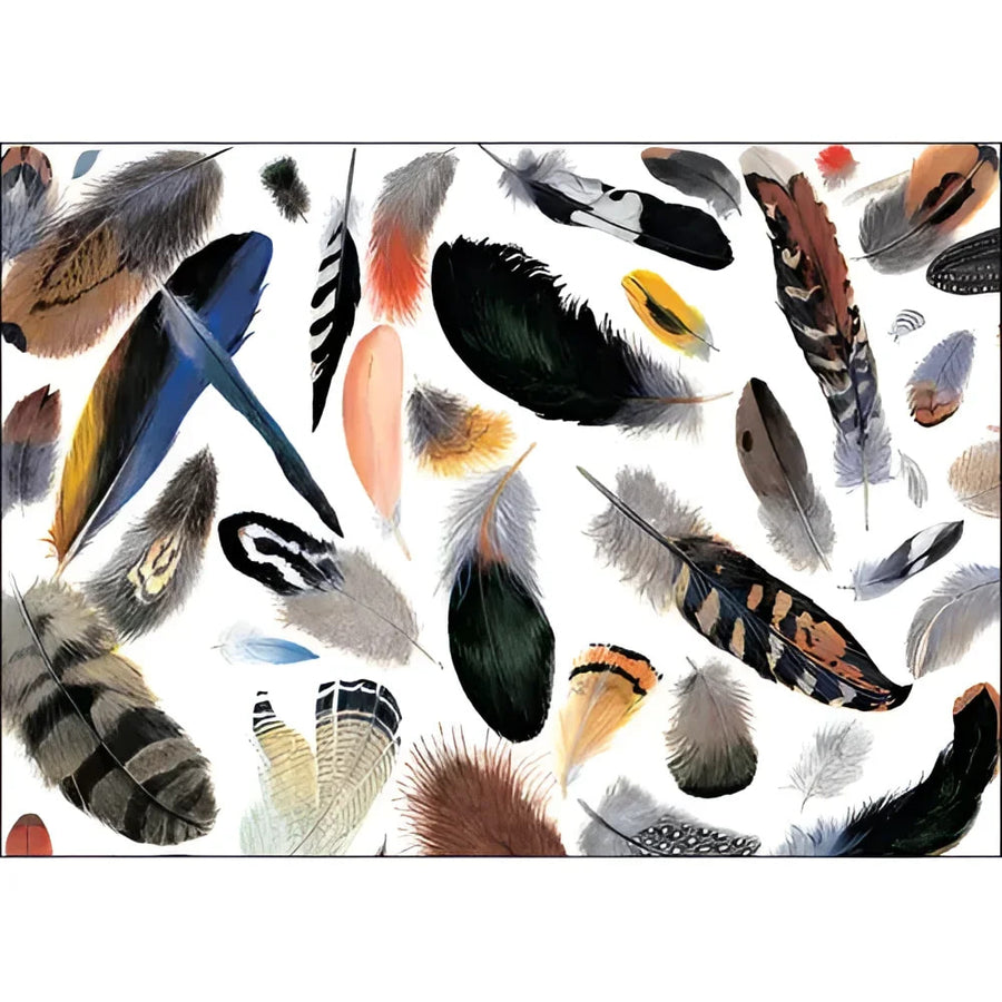 Feathers Blank Card #LV3709 with feathers scattered on a white background