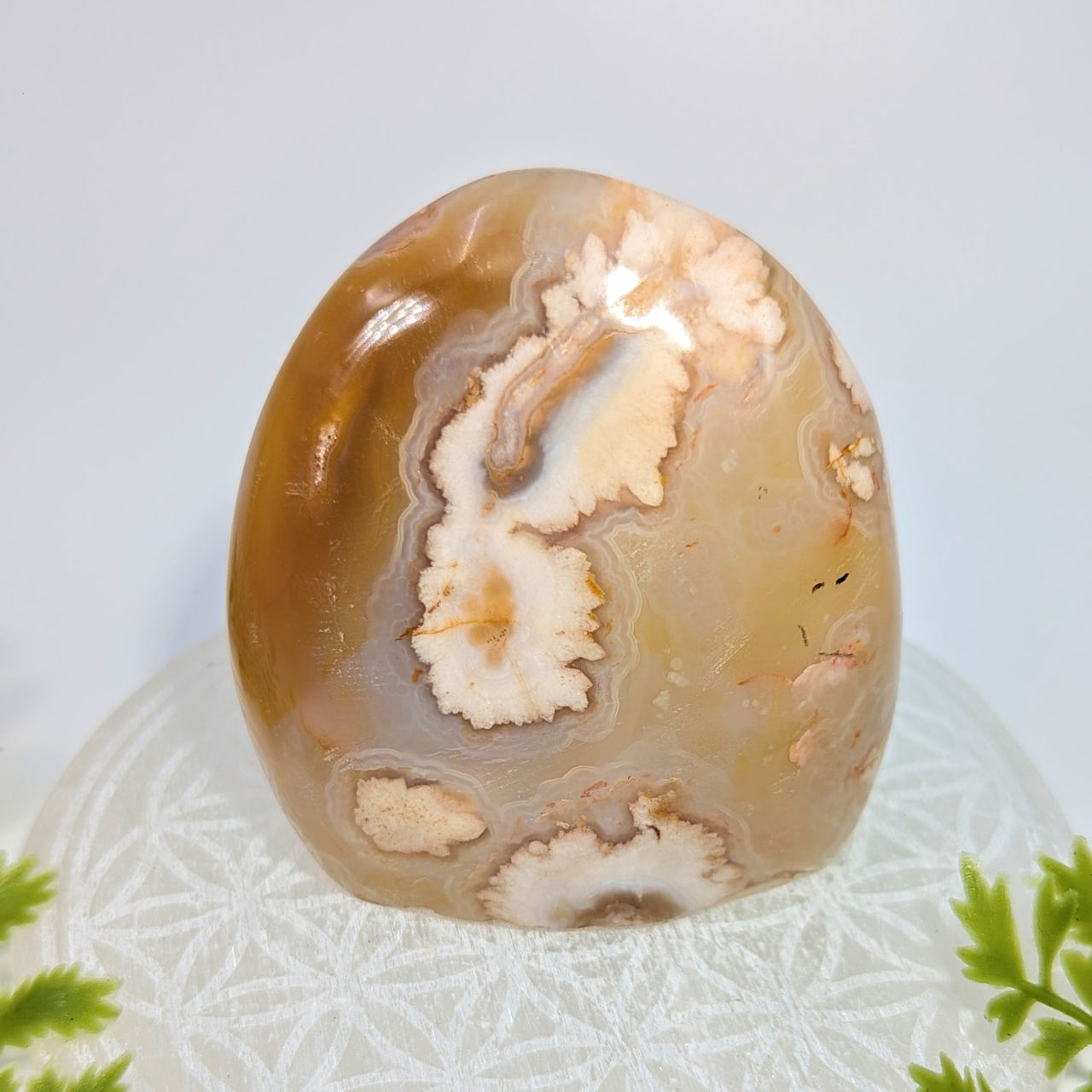 Flower Agate 3’’ Freeform #BC1146 polished oval with amber white swirls