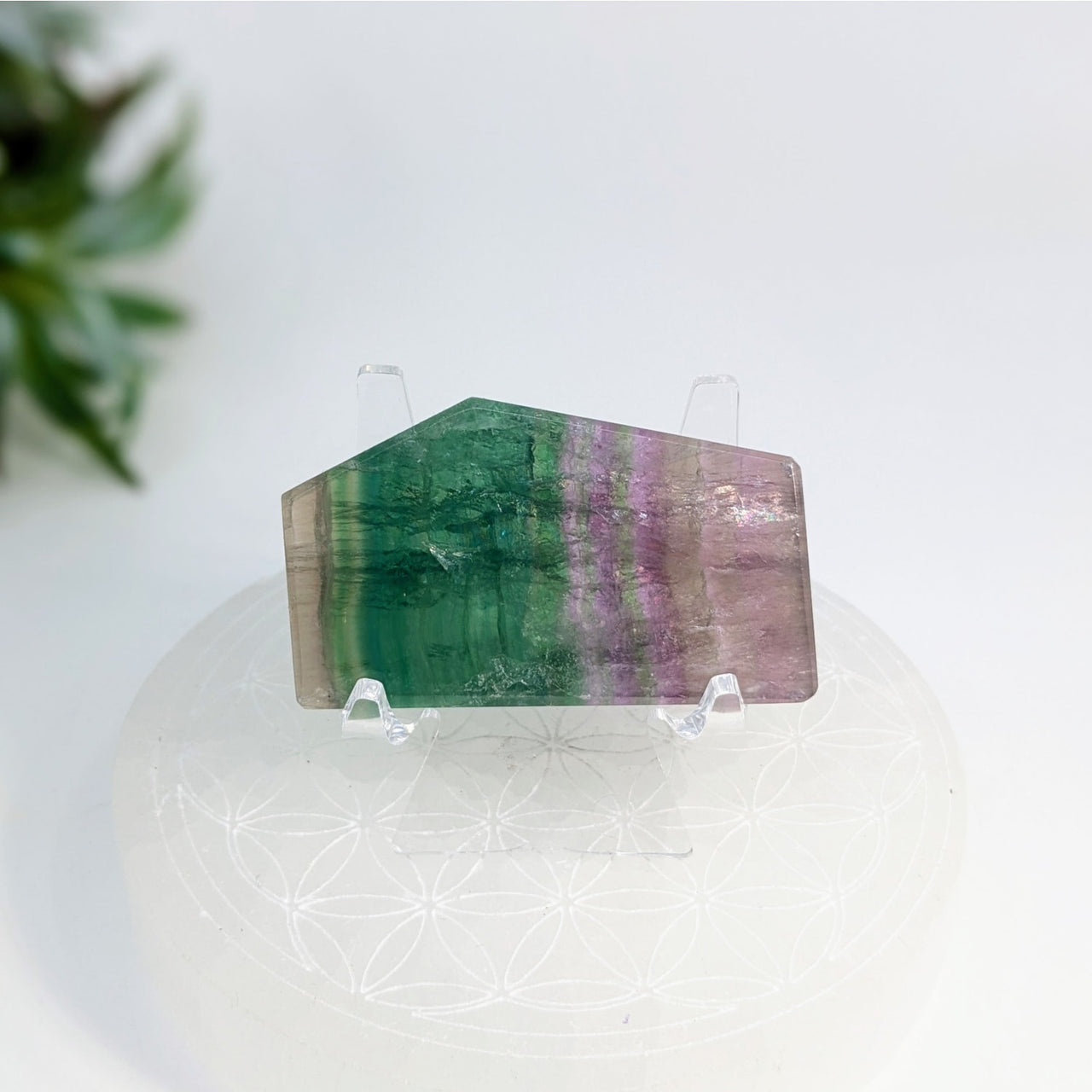 Bi-colored tourmaline crystal with green and pink zones featured in Fluorite 2.1’’ Geo Slice #LV6925