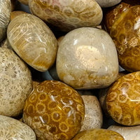 Polished Fossil Coral Stones for Jewelry Making in Fossil Coral Tumbled T450 Product