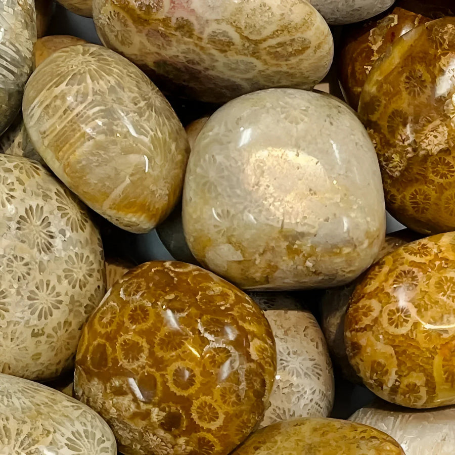 Polished Fossil Coral Stones for Jewelry Making in Fossil Coral Tumbled T450 Product