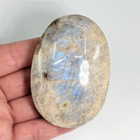 Iridescent Sunfire 2.5’’ Moonstone Palm #LV6013 - $51