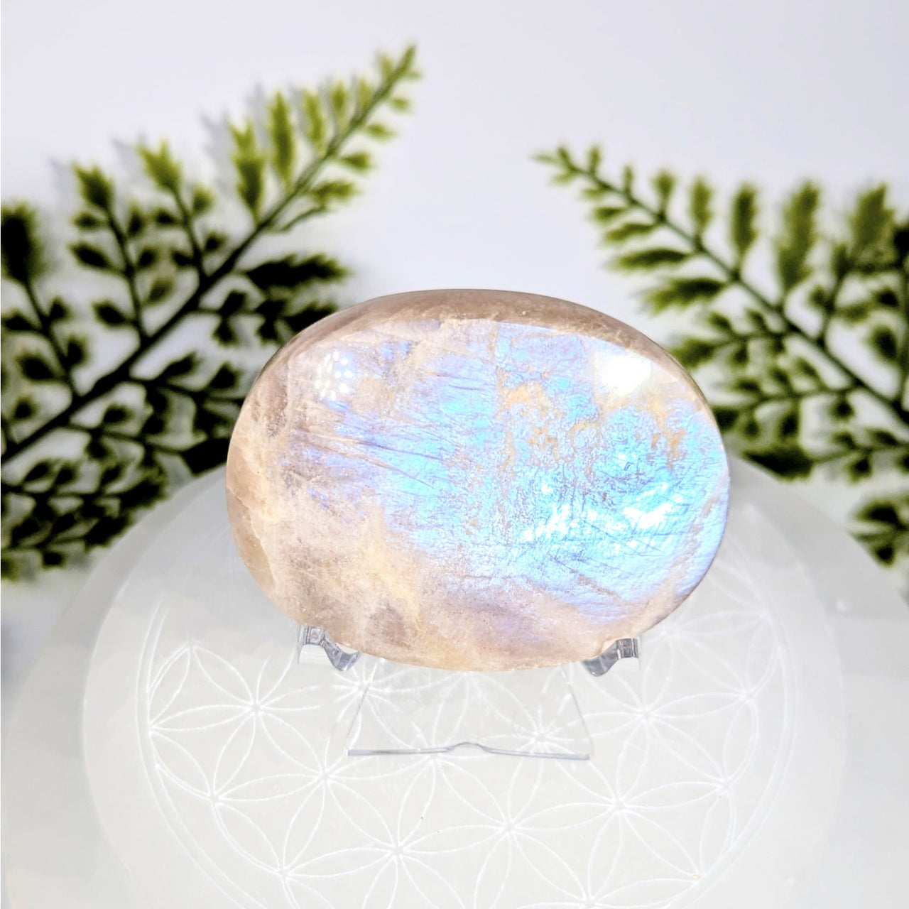 Iridescent Sunfire Moonstone 2.25’’ Palm Stone #BC0892 with peachy base and blue shimmer