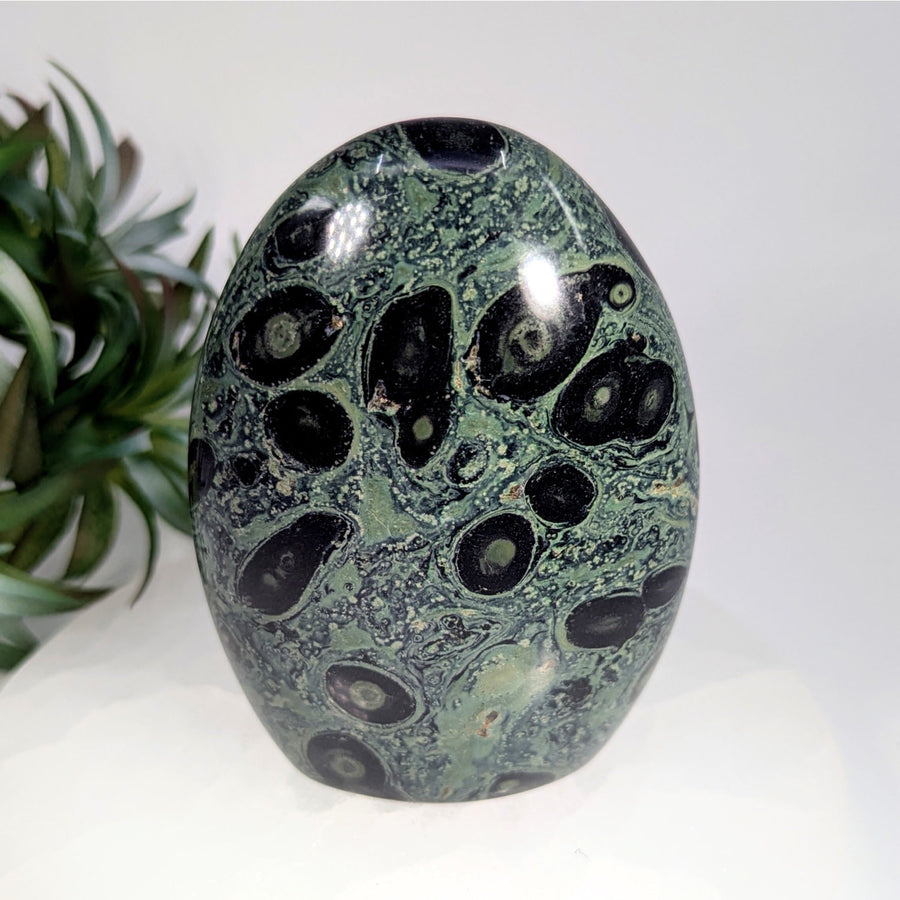 Polished Orbicular Jasper Stone from Kambaba Jasper 3.8-inch Freeform Product LV8654