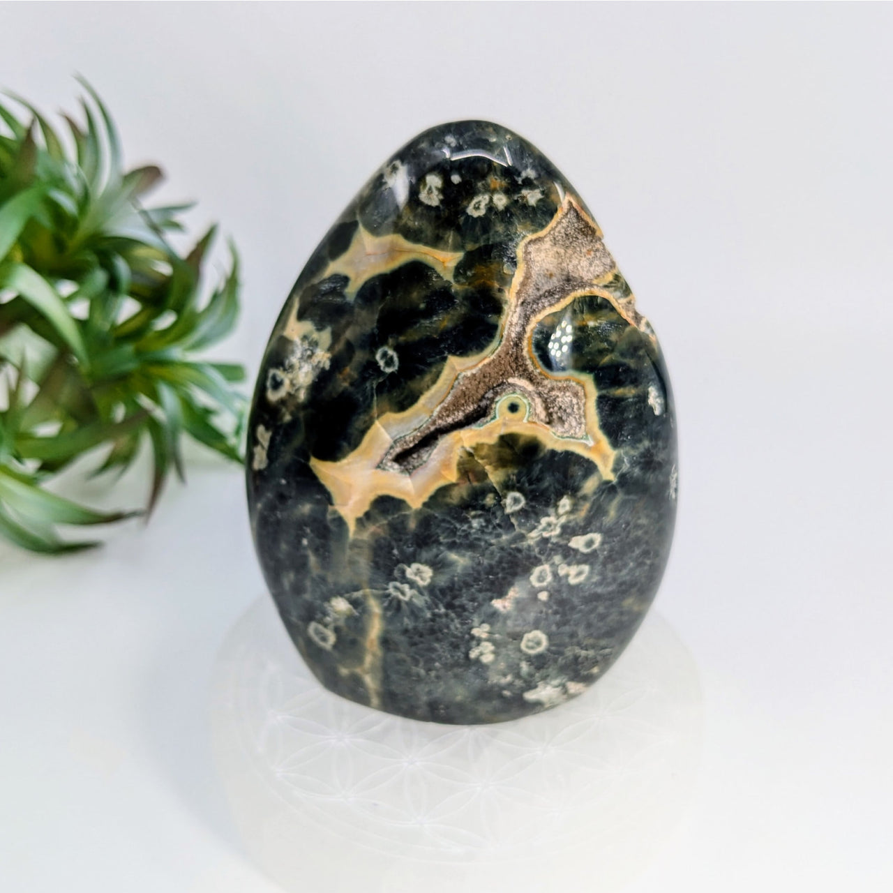 Polished Kambaba Jasper 4.2 inch freeform featuring black, gold, and cream patterns