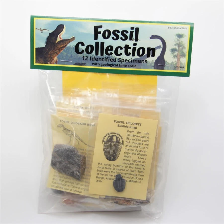 A bag of fossil specimens from the product ’Kids Fossil Collection #XBH007’