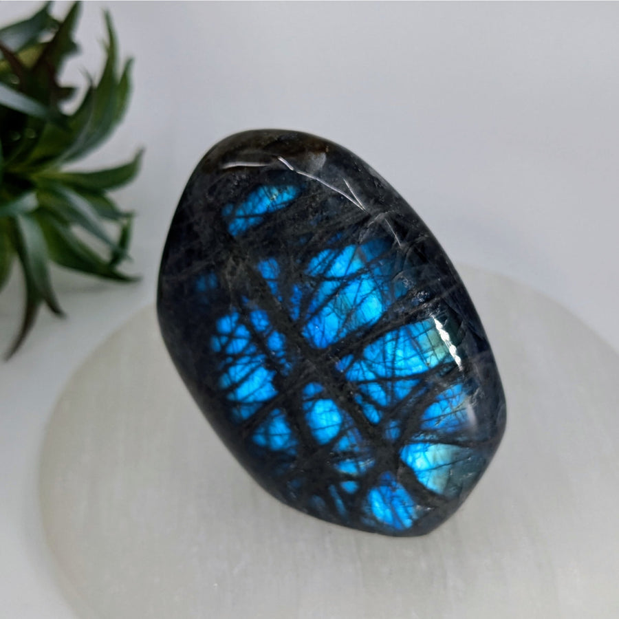 Polished Labradorite with Blue Flash in Labradorite 2.7 Inch Mini Freeform #LV7506