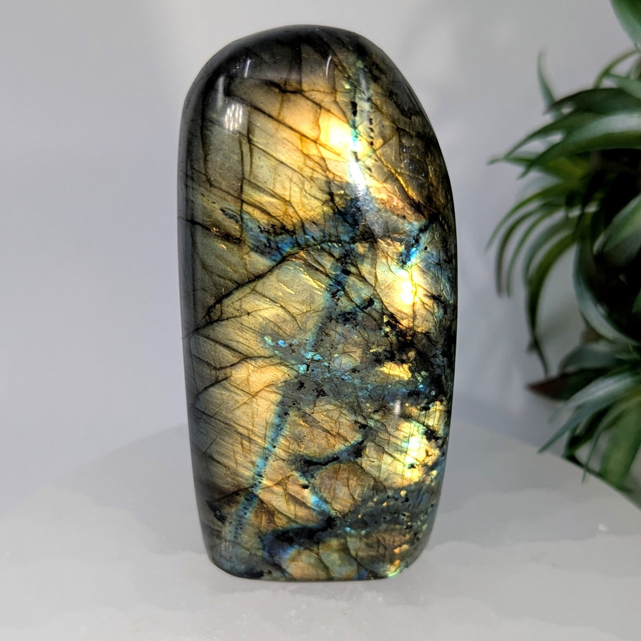 Labradorite 3.5’’ Freeform #LV9914 - $45