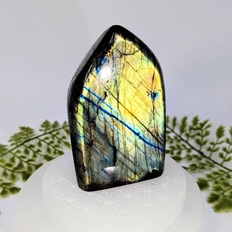 Polished 4’’ labradorite freeform #BC1051 with iridescent yellow, blue, green hues