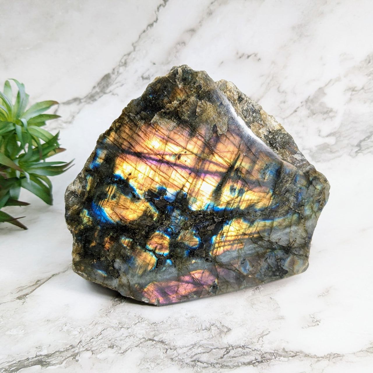 Close-up of Labradorite 5.7’ Semi-Polished Rock #LV4204 with plant background