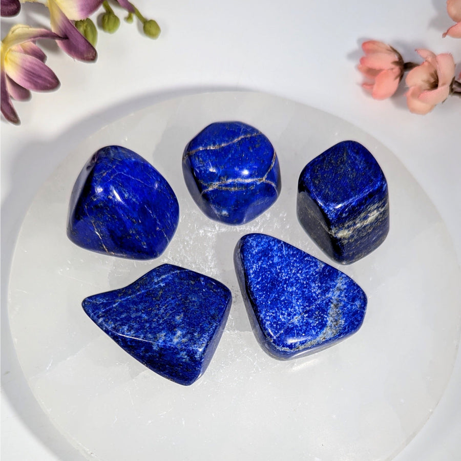 Five polished deep blue lapis lazuli tumbled stones with golden pyrite flecks on white plate, 1-1.5 inch, #BC0714