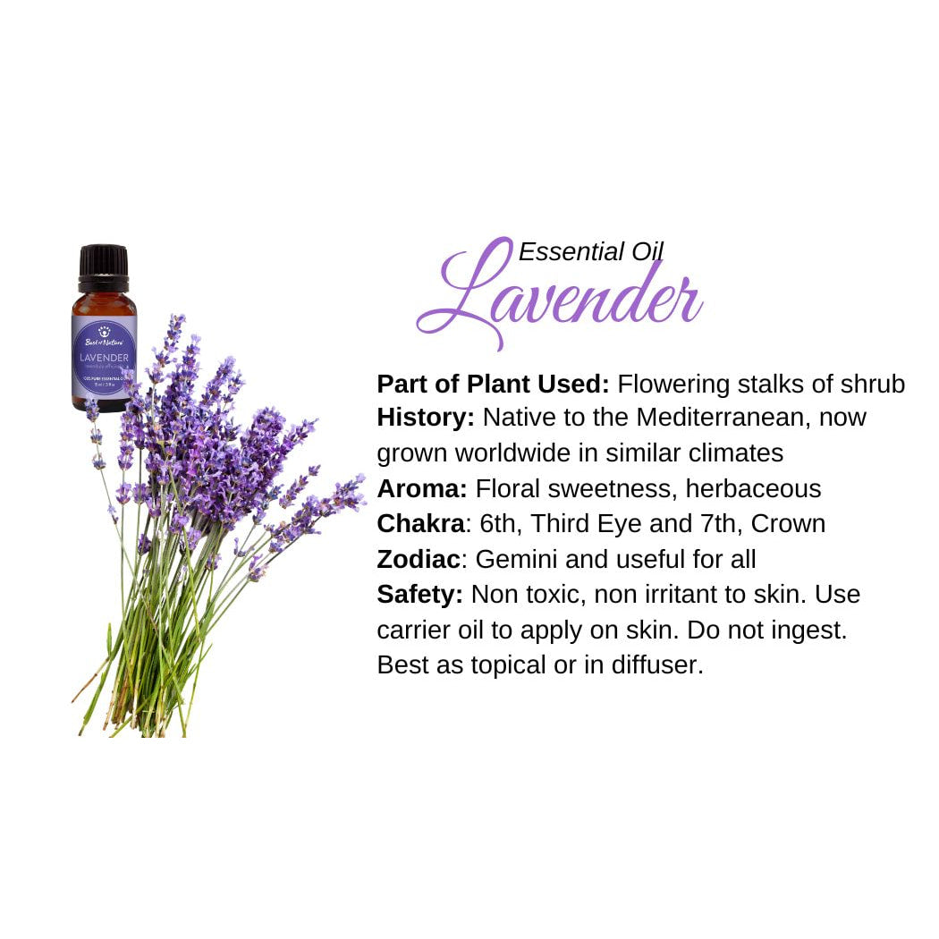 lavender oil on plants Lavender Oil Info Card Unlock Aromatherapy Benefits – Bliss Crystals