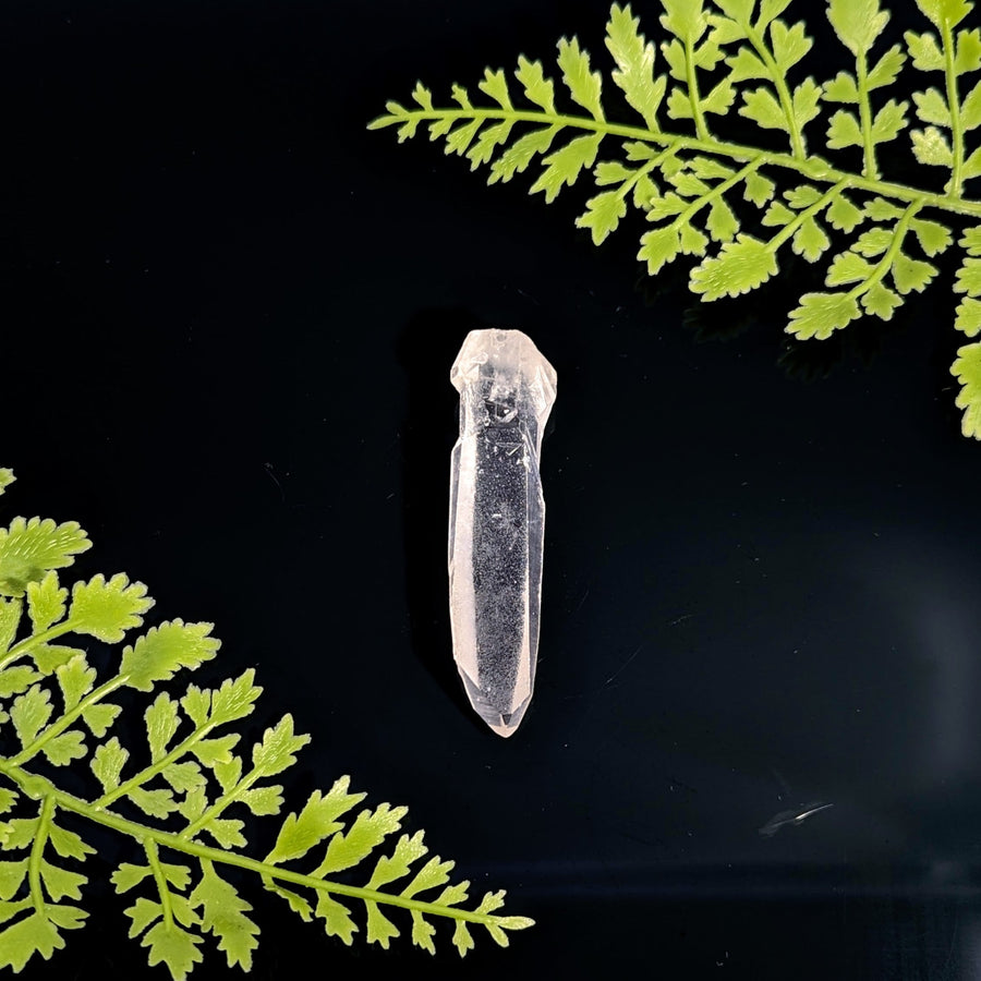 Lemurian quartz 2.7 inch point BC1103 on dark foliage