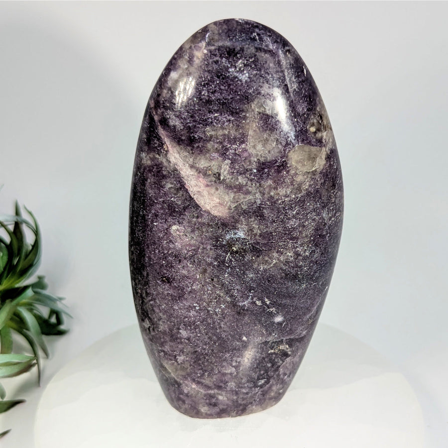 Polished purple Lepidolite crystal on display in Lepidolite 5 Freeform LV8650