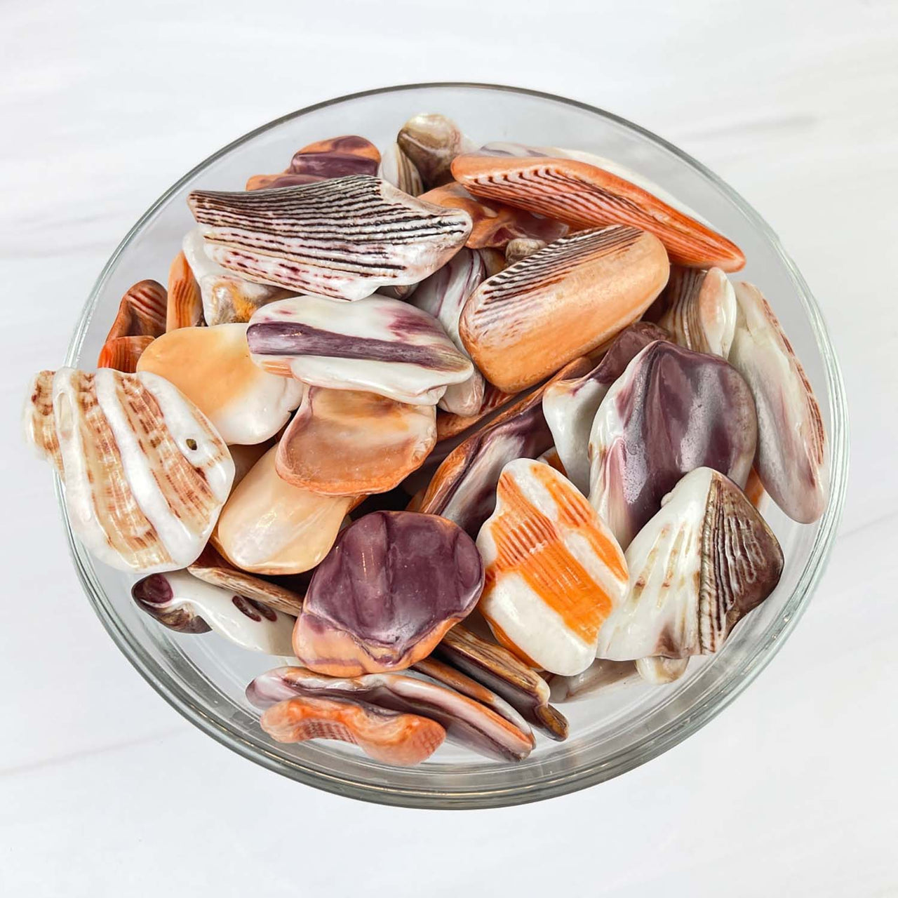 Bowl of Lion’s Paw Shell #LP01 showcasing beautiful seashells and decor options