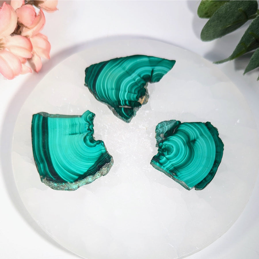 Three teal-green malachite mini slab slices with banding on white plate