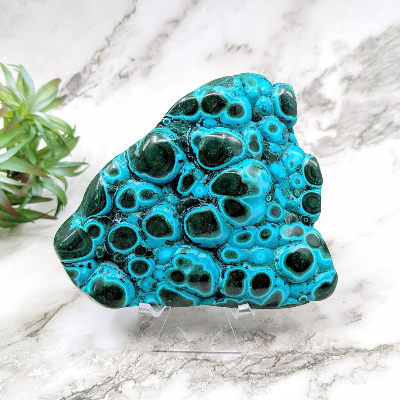 Malachite & Chrysocolla Specimen #LV1787 with turquoise and black stone, plant in background