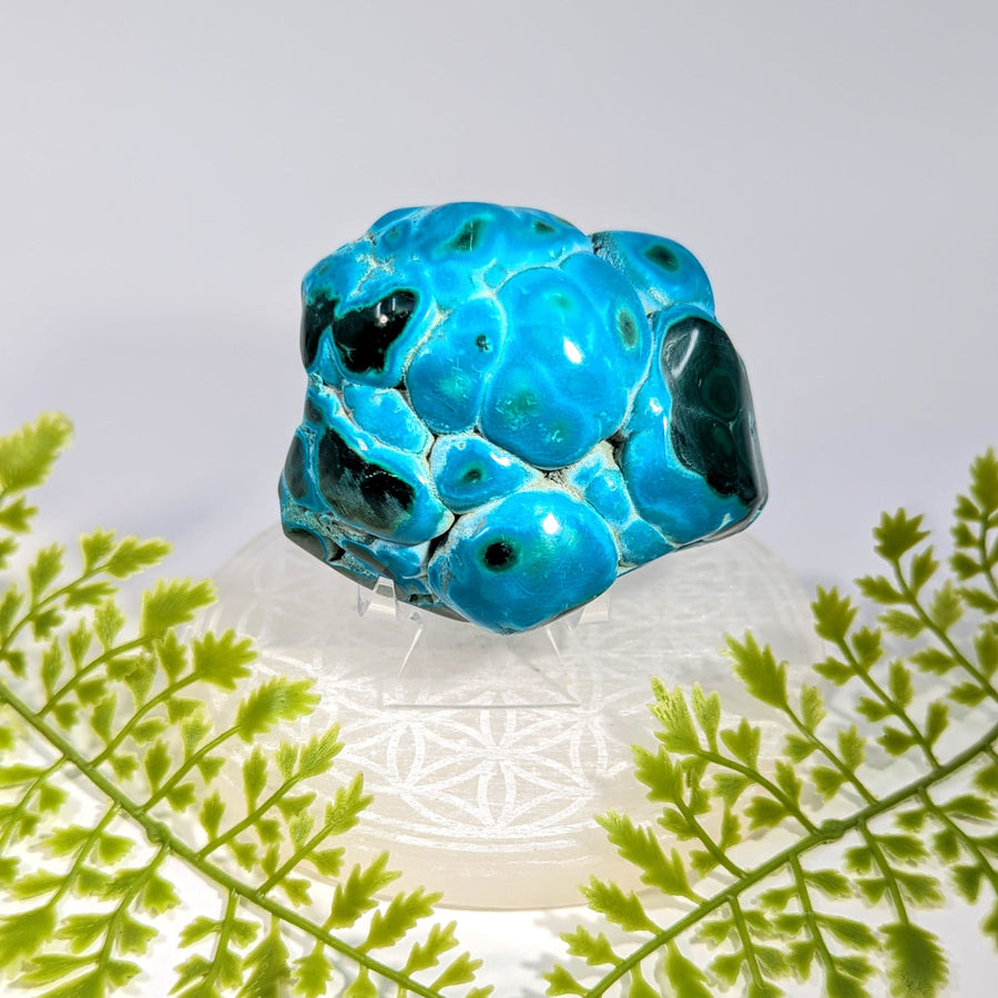 Vibrant turquoise black Malacholla 3.2in geode specimen BC1113