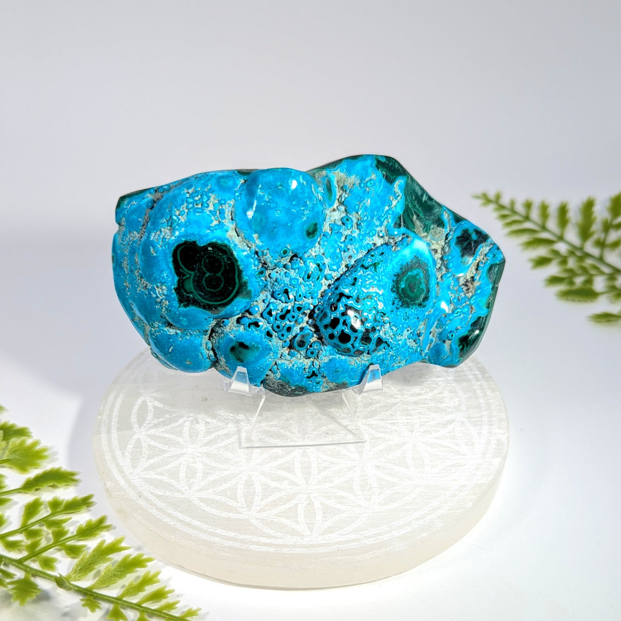 Vibrant turquoise malachite Malacholla 4.1’’ specimen #BC1114 on acrylic stand