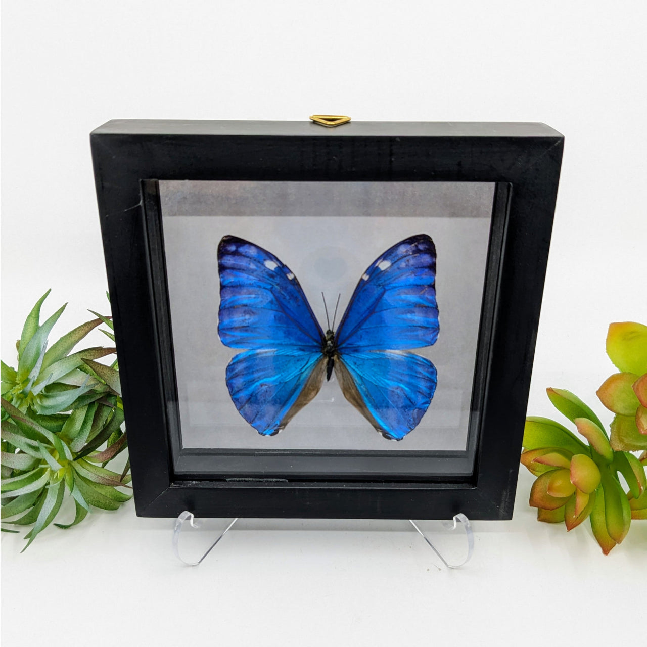 Marcus Medium Butterfly in Black Frame #M1MAR - $79